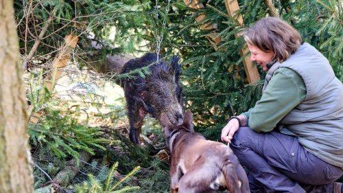 Seuchen bekämpfen: Spürhunde im Kampf gegen die Schweinepest gesucht