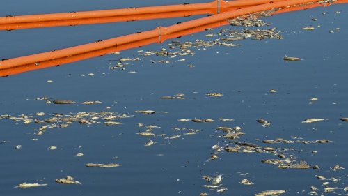 Umweltkatastrophe: Fast hundert Tonnen tote Fische in Polen geborgen