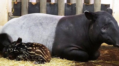 Tiere: Tapir-Nachwuchs im Leipziger Zoo tot