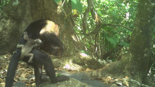 Makabre Marotte aus Langeweile: Tödliche Mode: Affenbabys als lebendes Accessoire