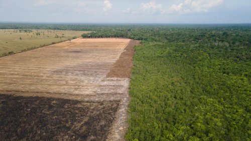 Umwelt: Weniger Abholzung im brasilianischen Amazonasgebiet