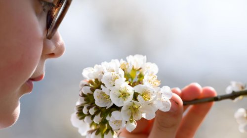 Ausflugsziel: Kirschblüte im Witzenhäuser Land beginnt