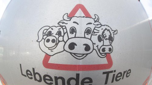 Tierschutzgesetz: Prozess: 45 Fälle von Tierquälerei in Schlachtbetrieb