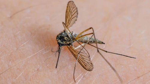 Insekten: Bislang wenig Mücken – aber keine Entwarnung für den Sommer