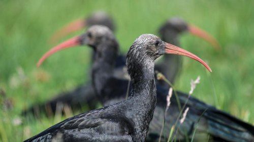 Tiere: Nachwuchs bei Waldrappe am Bodensee erwartet