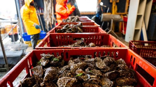 Tiere: Sylter Austern ziehen ins Winterlager: Platz reicht nicht