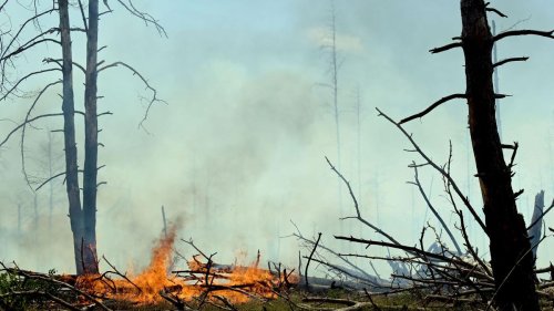 Brandenburg: Waldbrand bei Jüterbog dehnt sich stark aus