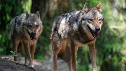 Landkreis Sonneberg : Ministerium bestätigt neues Wolfsterritorium