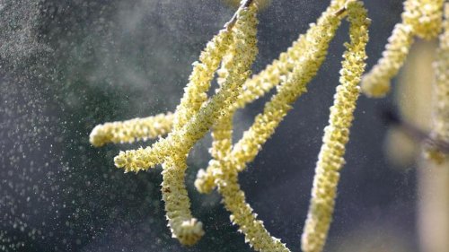 Warmes Wetter am Wochenende: Pollen im Anflug