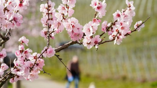 Kommunen: Gimmeldinger Mandelblütenfest lädt noch einmal ein