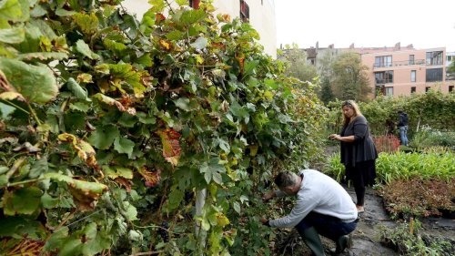Kreuzberger Wein: Weinlese des Kreuzberger Weins beginnt am Mittwoch