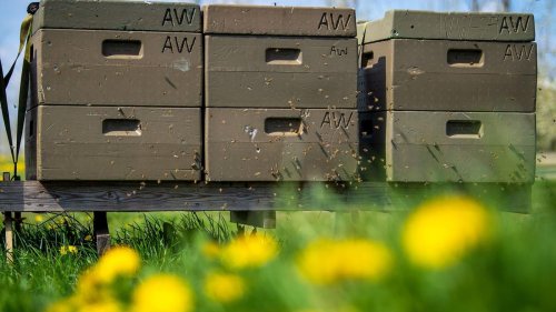 "Hafenhonig" aus Ostfriesland: Warum in Niedersachsens Häfen jetzt Bienen arbeiten