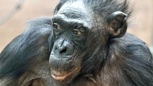 Frankfurter Zoo: Langes Affenleben zu Ende: Bonobo-Weibchen Margrit ist tot