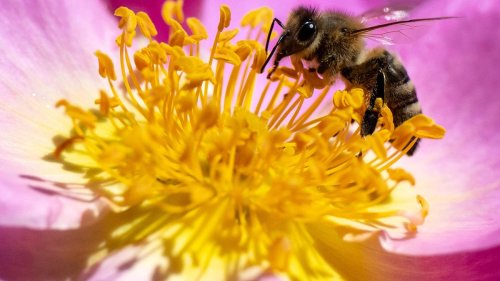 Tiere: Bienenvolk lässt sich an Busch in Rosenheim nieder
