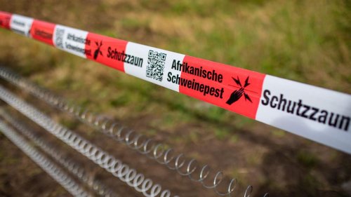 Tierseuche: Sieben neue Schweinepest-Fälle bei Mannheim entdeckt