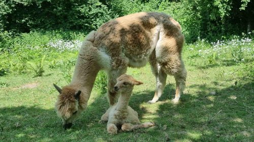 Tiere: Flauschiger Nachwuchs auf Heidelberger Alpakafarm