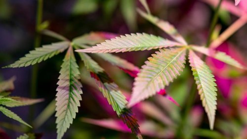 Gesundheit: Cannabis-Verbot gescheitert