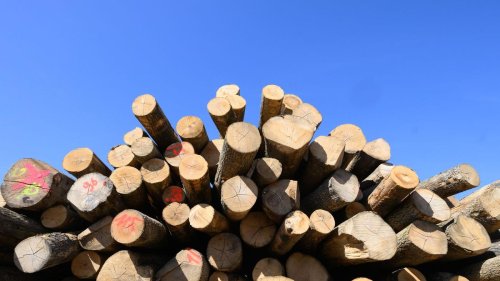 Klima: Mehr Holz wird verheizt: Das schadet Gesundheit und Umwelt