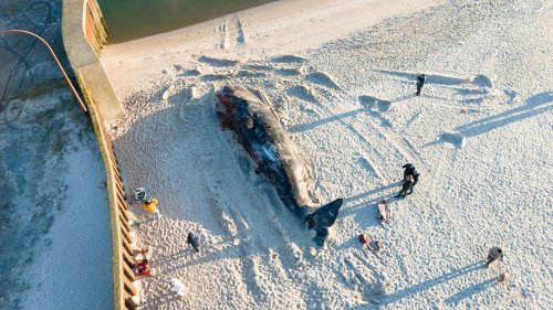 Giganten in Sicht: Mehr Wale in Ost- und Nordsee