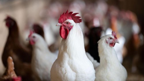 Vogelgrippe: Schutzvorkehrungen wegen Geflügelpest in Brandenburg erhöht