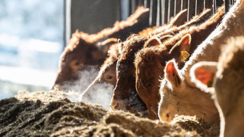 Agrar: Deutlicher Rückgang bei Schlachtungen in Sachsen-Anhalt