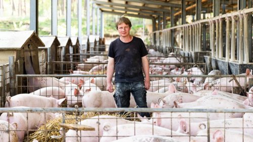 Schweinehalter: Das Schwein bringt nichts mehr ein