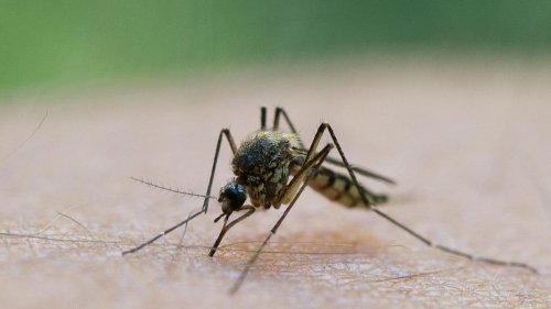 Insekten: Trockenheit bremst Mücken im Norden aus