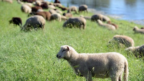 Tote Schafe: Nach Tierschutzskandal: Landesregierung möchte Register