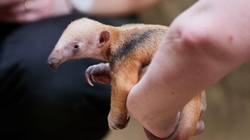 Tiere: Ameisenbär-Baby stirbt im Krefelder Zoo