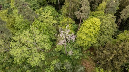 Wetter: Wann Wälder Wasser wollen