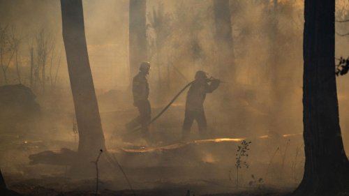 Brände: Einsatz bei Waldbrand "Feuertaufe" für Harzer Löschflugzeug