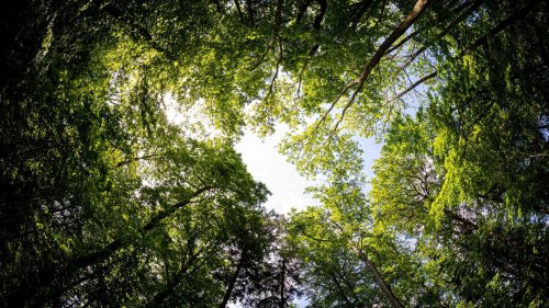 Klimaschutz: Cem Özdemir will deutsche Wälder besser schützen