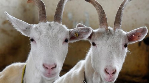 Landwirtschaft: Rund 80 Tiere auf Hof im Landkreis Landsberg verendet