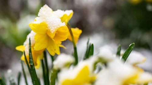 Wetter: Schneeschauer, Sonne und Wind in Berlin und Brandenburg