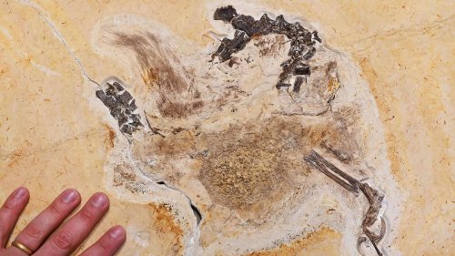Nach Besitz-Streit: Dino-Fossil aus Karlsruhe zurück in Brasilien