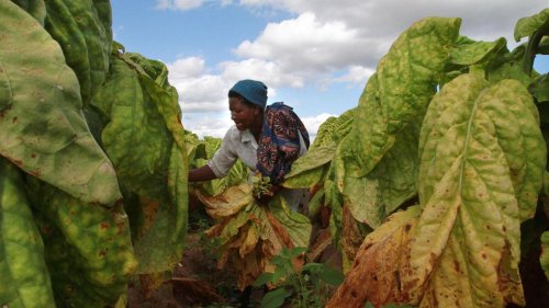 Deutsche Krebshilfe: Tabakanbau verschwendet wichtige Agrarflächen