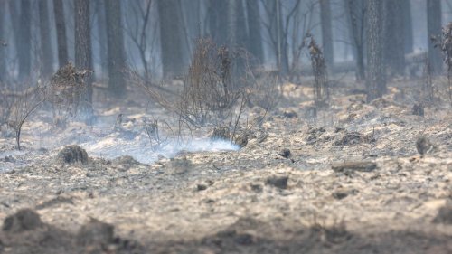 Brandenburg und Sachsen: Waldbrand unter Kontrolle - Suche nach Glutnestern