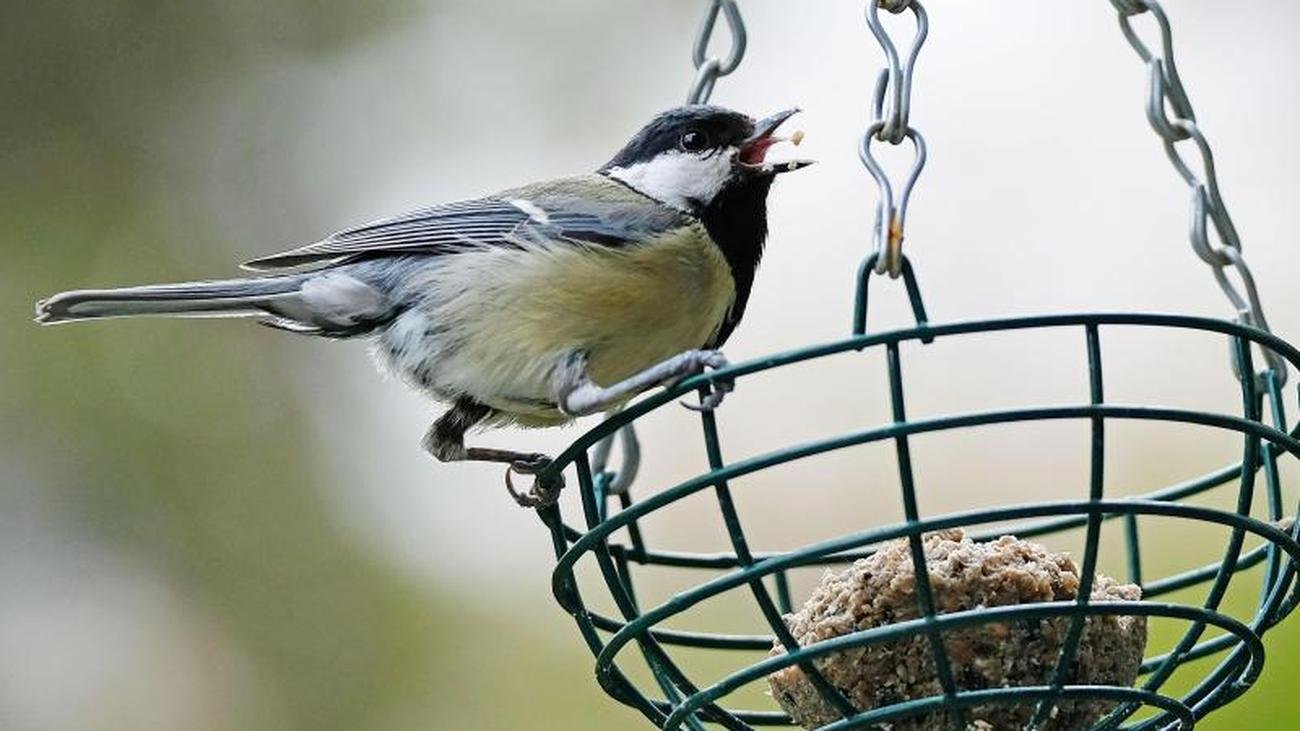Mitmachaktion: Nabu ruft zur Vogelzählung auf