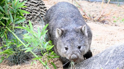 Tierschutz: Nach Wombat-Skandal: US-Influencerin verlässt Australien