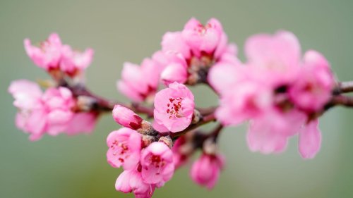 Frühling: Mandelblütenfest in Pfalz an zwei März-Wochenenden