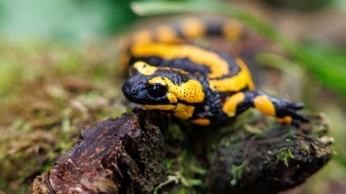 Artenschutz: Mehr Lebensräume und Zucht - Hilfe für den Feuersalamander