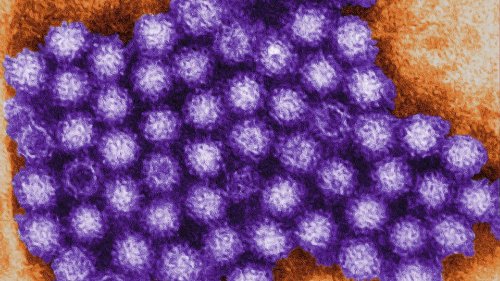 Krankheiten: Neuer Übertragungsweg bei Noro- und Rotaviren entdeckt