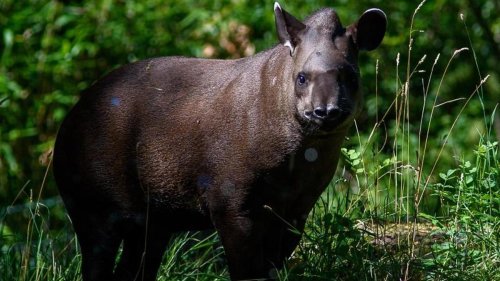 Tiere: Forscher warnen: Tapire in Südamerika vom Aussterben bedroht