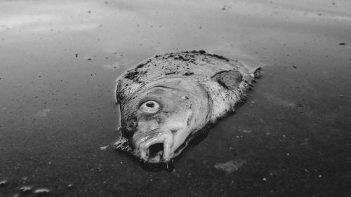 Fischsterben an der Oder: Warum schon wieder Fische sterben