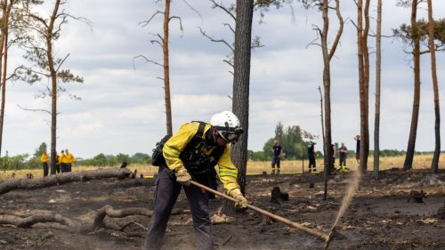 Gutachten: Totholz wirkte bei Waldbrand nicht als Beschleuniger