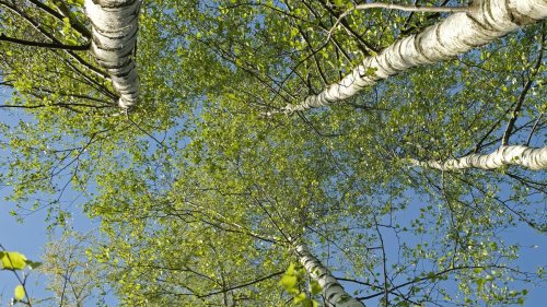 Heuschnupfen : Frisch verliebt ins Grün