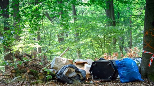 Abfall: Förster klagen über illegale Müllentsorgung im Wald