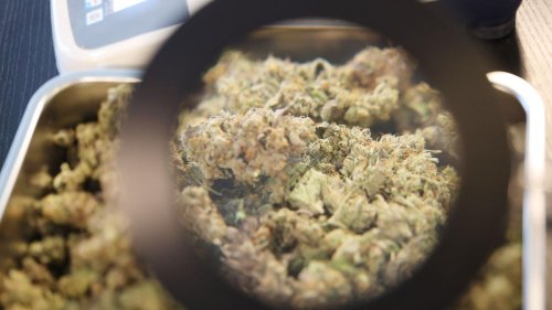 Geduldsprobe für Kiffer: Sieben Cannabis-Anbauvereine warten noch auf grünes Licht