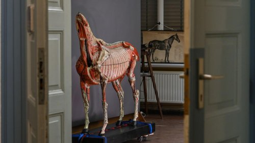 Lehrmodell: Rund 150 Jahre altes Pferdemodell wieder aufgebaut