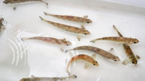Tiere: Rückkehr der Wanderfische: Junglachse im Ahr-Flutgebiet
